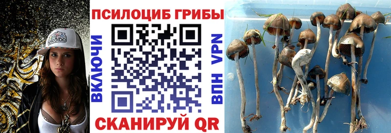 мега tor  Нязепетровск  Псилоцибиновые грибы Magic Shrooms  что такое  